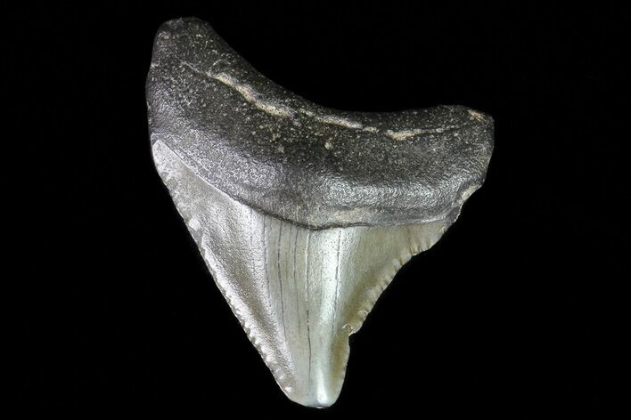 Juvenile Megalodon Tooth - Georgia #75419